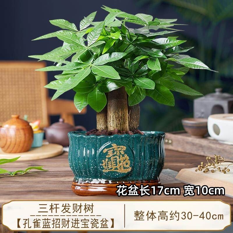 发财树小盆栽三杆开业招财绿植物办公室客厅旺宅盆景好养桌面大气