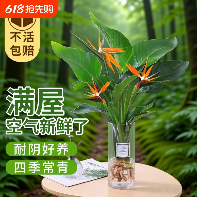 天堂鸟盆栽花卉植物室内水培植物桌面鹤望兰客厅绿植驱蚊摆放耐阴