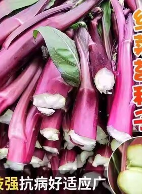 十月红菜苔种子改良高产红菜苔种籽紫菜薹春秋播农家菜园阳台