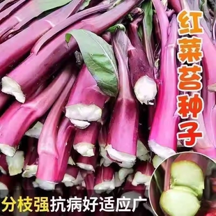 十月红菜苔种子改良高产红菜苔种籽紫菜薹春秋播农家菜园阳台