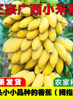 广西正宗小米蕉现摘新鲜小香蕉软糯香甜自然熟孕妇水果整箱青香蕉
