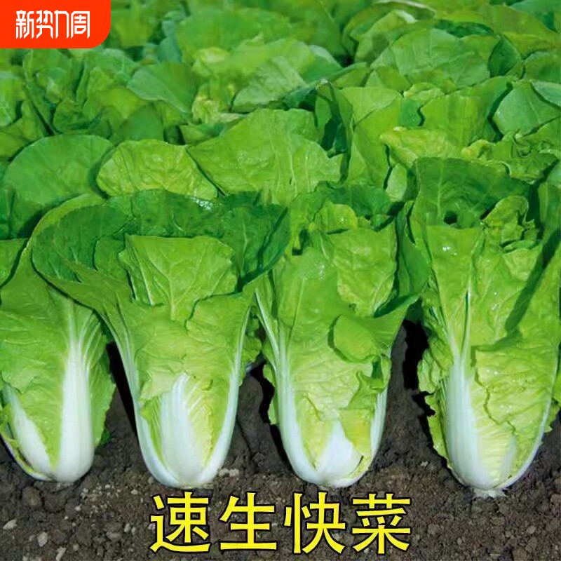 奶油小白菜种子种籽四季南方蔬菜秋季菜籽秋天种的白莱快菜菜种