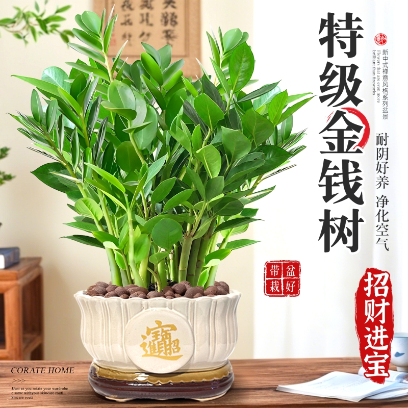 金钱树盆栽客厅大花盆绿植