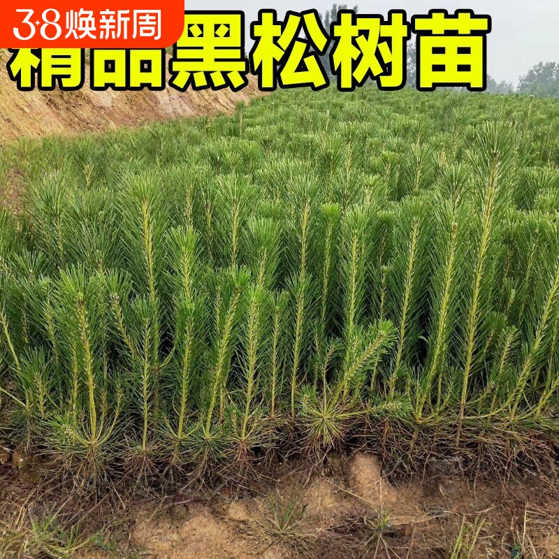 黑松苗松树树苗庭院道路园林盆栽优质松树苗小苗绿化树苗四季常青