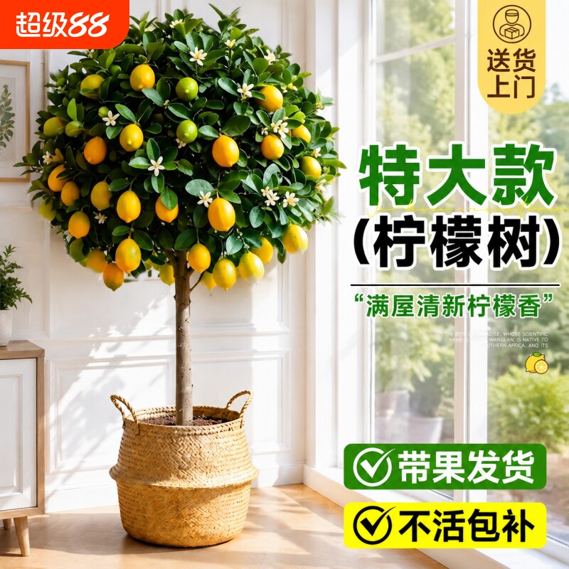 香水柠檬树盆栽带果四季可食用旺宅绿植室内大型植物客厅阳台好养图片
