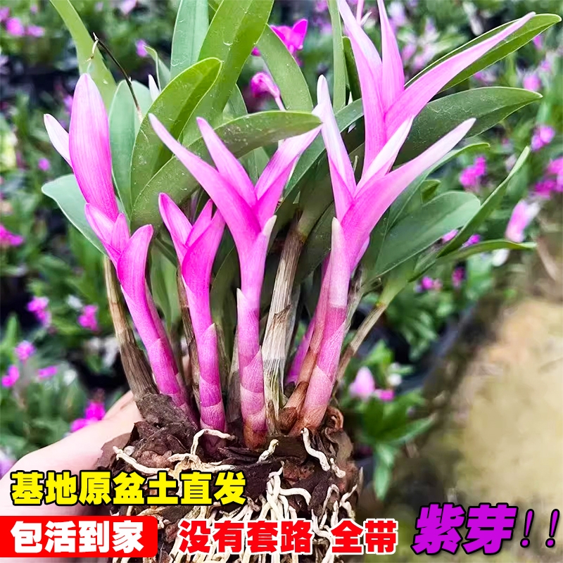 基地七彩香水紫叶石斛兰花苗可水培室内阳台好养浓香绿植花卉盆栽