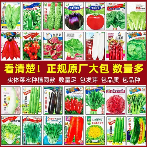 四季香菜阳台盆栽|千人回购