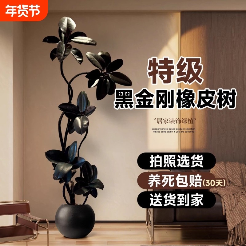 黑金刚橡皮树客厅大盆栽造型室内大型绿植办公室植物四季氛围沙发,鲜花速递/花卉仿真/绿植园艺,大型绿植/成品组合盆栽,淘宝优惠券,粉丝福利购,淘宝优惠卷