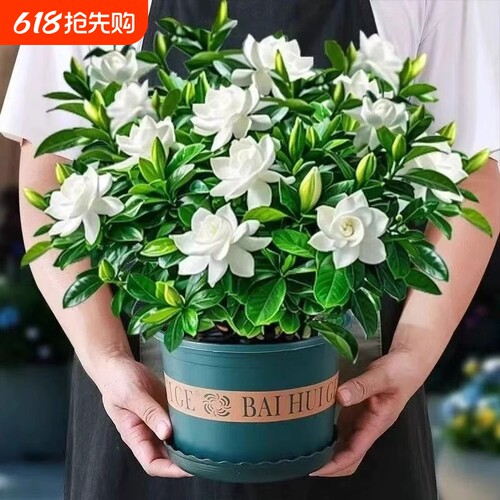 栀子花盆栽带苞茉莉花卉办公室