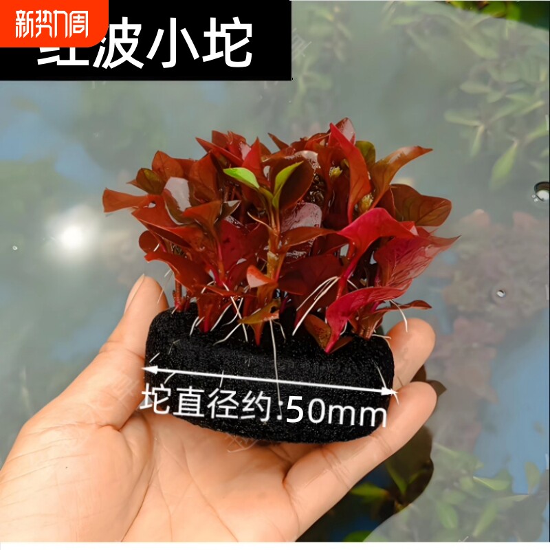 鱼缸坨草红波造景水草场直发懒人水培增氧阴性淡水草植物新手红波