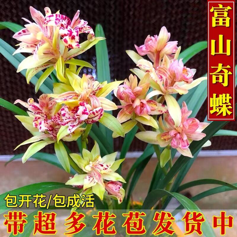 浓香四季建兰带花现富山奇蝶兰花苗好养室内绿植花卉盆栽品种客厅
