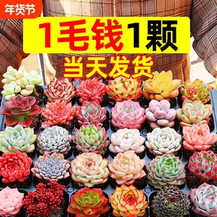 多肉植物室内盆栽大颗好养精品罕见品种名贵老桩玉露法师阳台客厅