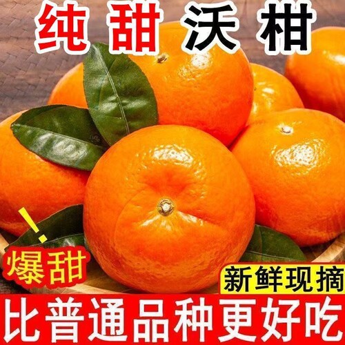 云南高山沃柑皮薄易剥爆汁清甜