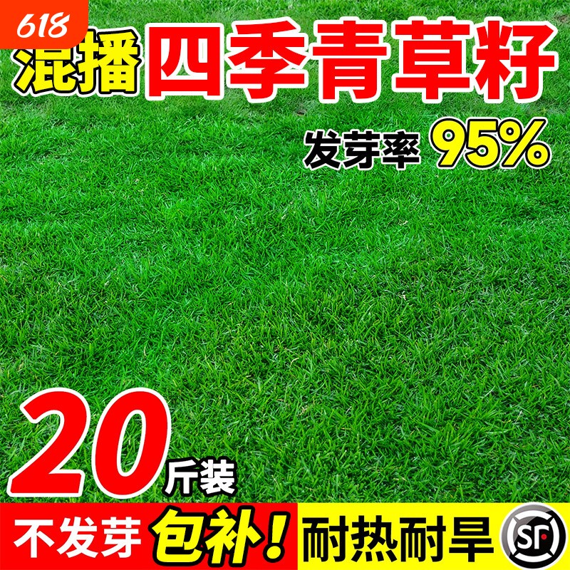 混播四季青草籽护坡固土工程绿化草坪矮生狗牙根百慕大黑麦草种籽