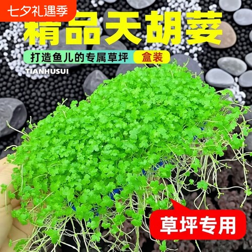 天胡荽水草网片生态|超1万次加购