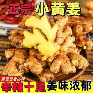 现挖云南小黄姜4.5斤生姜