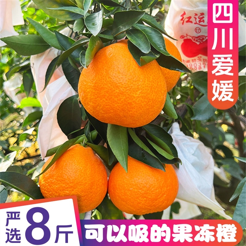 SVIP爱媛38号果冻橙新鲜橙子8斤四川红美人柑橘水果礼盒整箱包邮