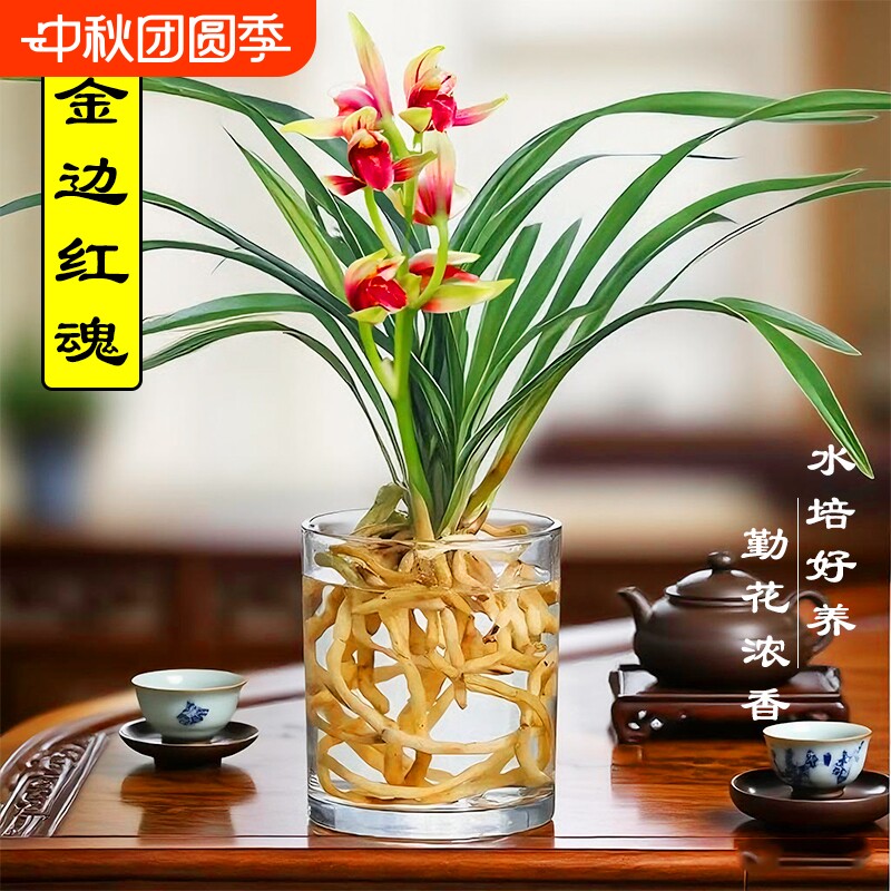 水培植物金边兰花苗红魂建兰夏带花好养室内浓香苔藓球盆栽客厅图片
