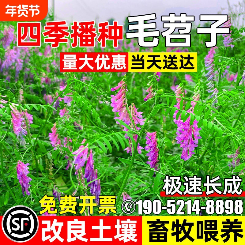 毛苕子光叶紫花苕种子果园绿肥草籽高产牧草箭舌豌豆耐草种籽播种