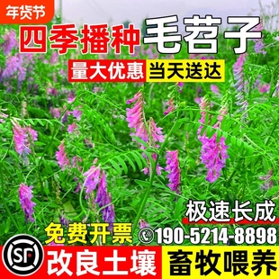 毛苕子光叶紫花苕种子果园绿肥草籽高产牧草箭舌豌豆耐草种籽播种
