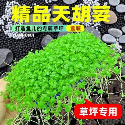 天胡荽水草网片生态|千人回购