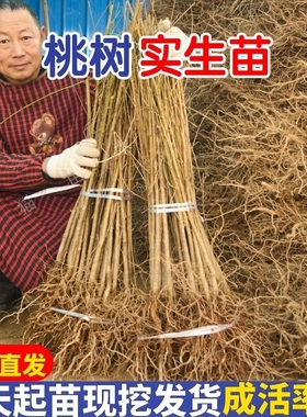 四川嫁接用桃树苗毛桃树苗桃树占地苗果树苗山桃砧木实生苗小苗