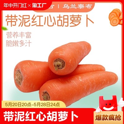 带泥胡萝卜农家蔬菜乌兰察布