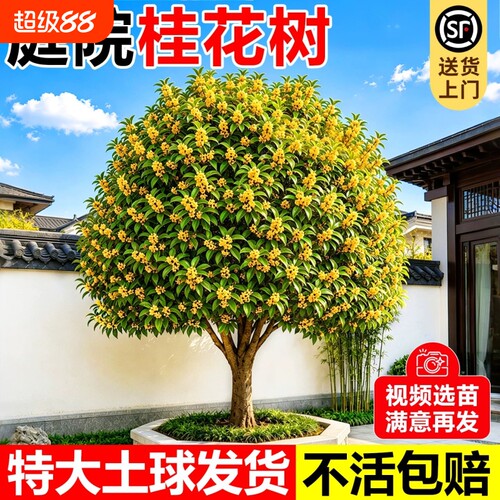四季桂花树大树桂金桂四季桂庭院别墅盆地栽南北方耐寒浓香花卉