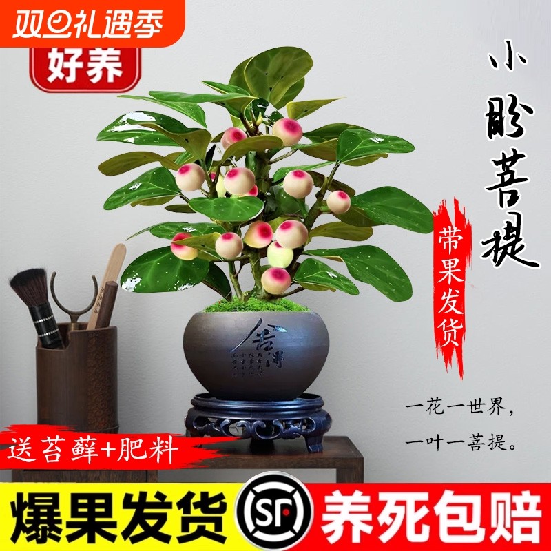 小盼菩提盆栽带果办公室桌面绿植客厅中式禅意摆件观叶菩提树盆栽