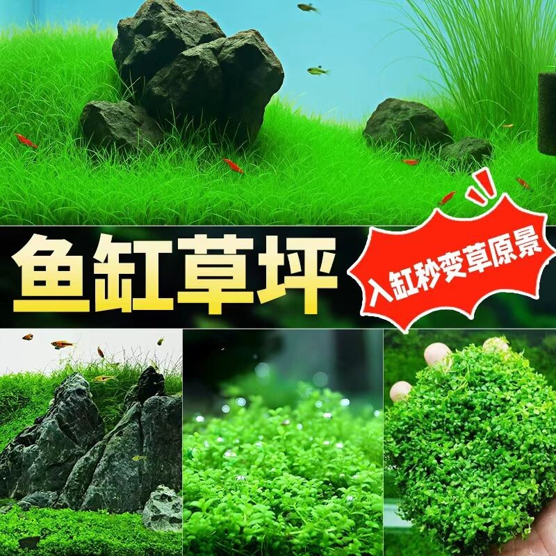 无菌杯爬地矮珍珠草趴地矮迷你水草植物鱼缸造景淡水水培增氧真草