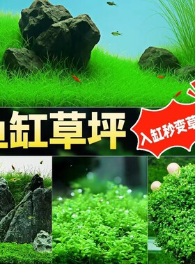 矮珍珠草水草植物|千人回购