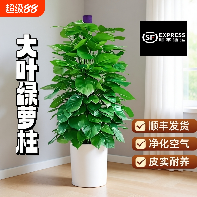 大叶绿萝柱盆栽客厅大型绿植办公室内除甲醛净化空气新房好养绿箩