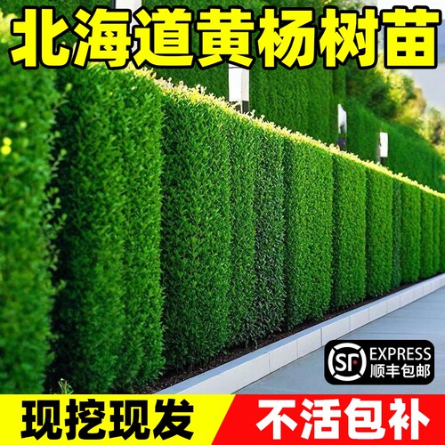 北海道黄杨树苗围墙篱笆植物大叶冬青树苗四季常青耐寒庭院绿树苗