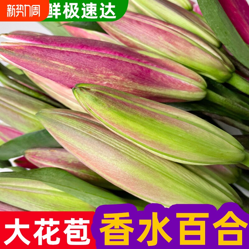 香水粉大头索尔邦百合鲜花花束云南昆明基地直发多头鲜切花花期
