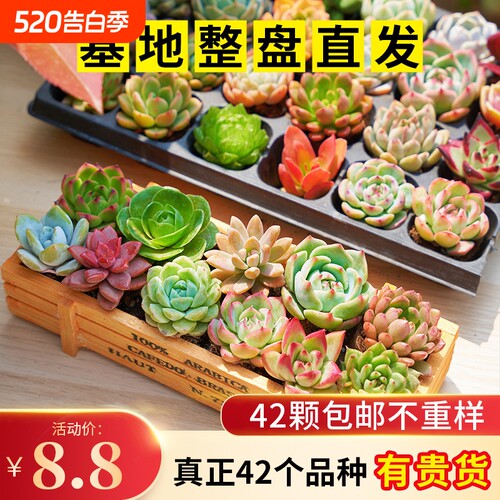 多肉植物套餐组合新手带盆肉肉大颗好养精品玉露桃蛋绿植室内花卉