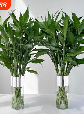 富贵竹水培植物室内绿植