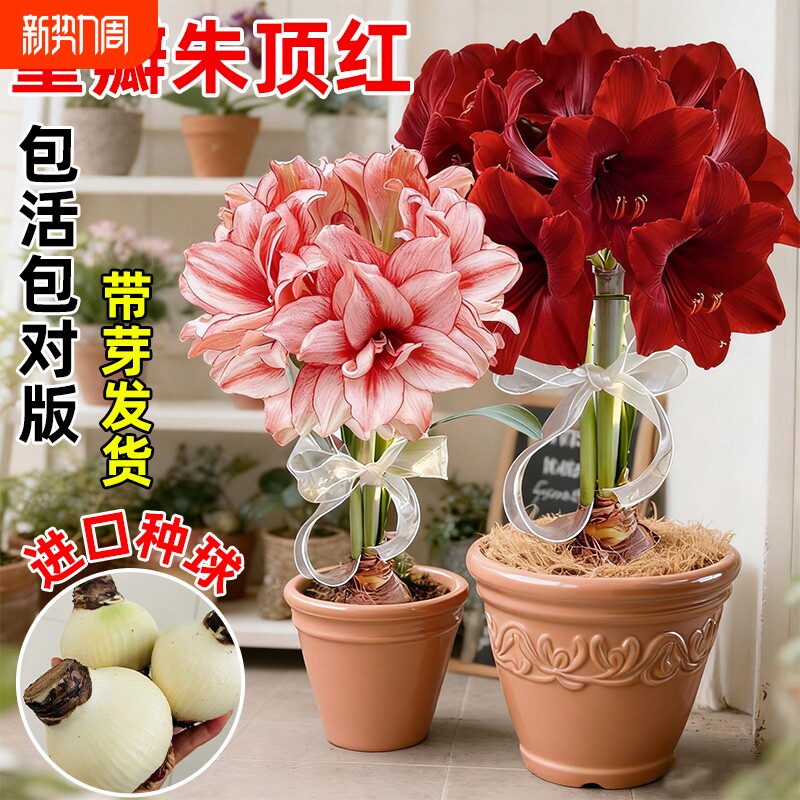 朱顶红种球进口重瓣阳台庭院多季开花卉绿植盆栽植物球种法拉利