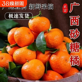 现摘现发正宗广西沙糖桔蜜桔应季水果砂糖橘子整箱桔子薄皮优级果