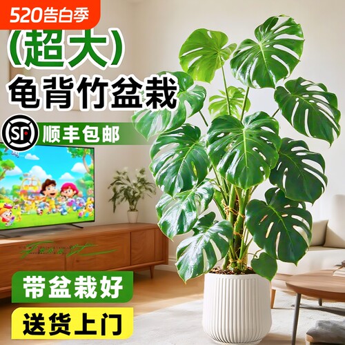 龟背竹客厅大盆栽室内大叶老桩植物旁边大型绿植落地耐阴专业家里