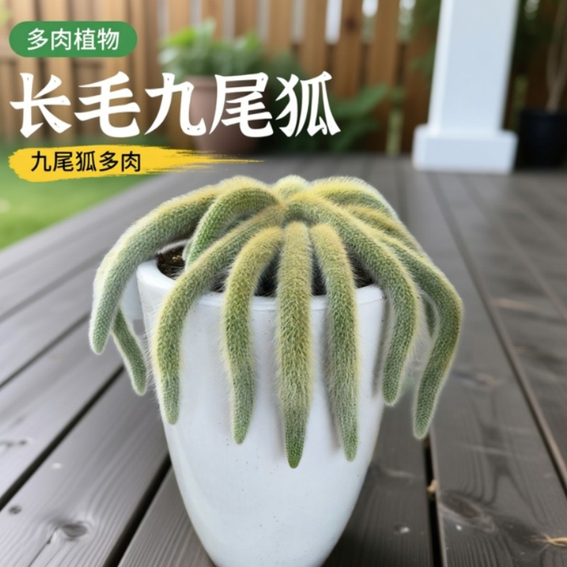 九尾狐多肉植物软毛盆栽猴尾柱长毛尾巴开花垂吊室内办公室好养