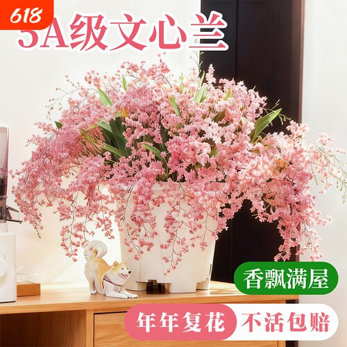水培香水文心兰梦香兰冬带花苞好养室内盆栽花卉绿植耐阴花期告白