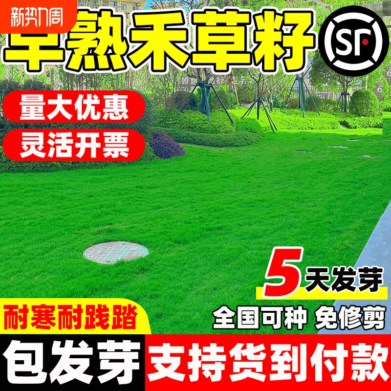 早熟禾草籽四季常青低矮庭院公园民宿露营绿化小区耐践踏草坪种子