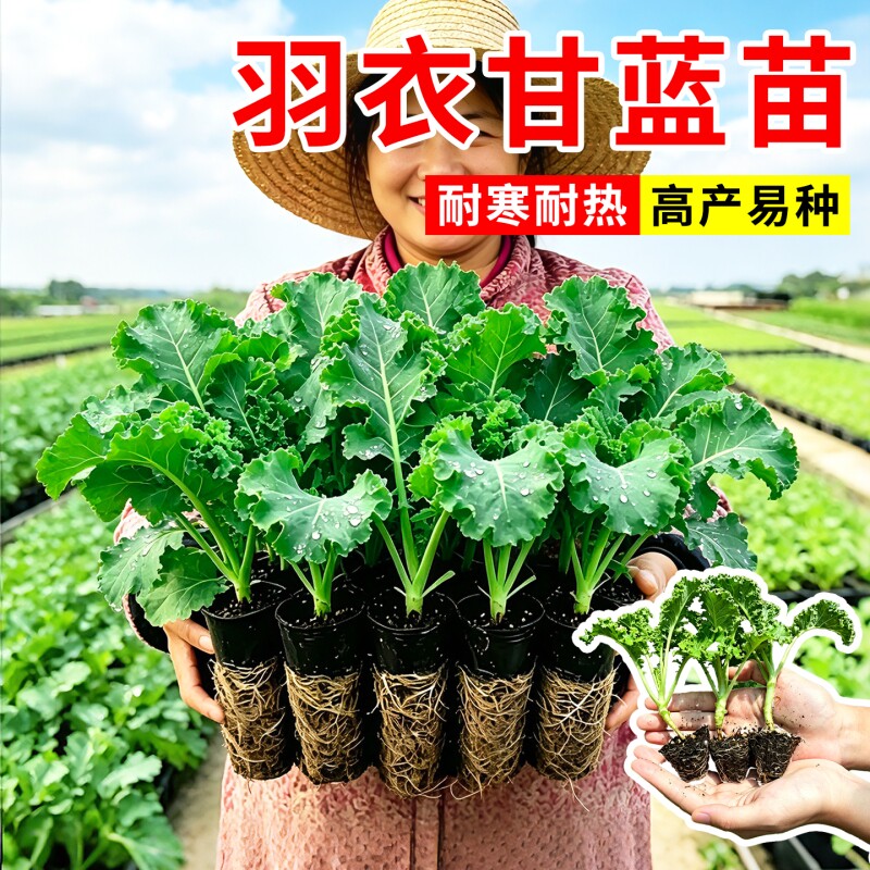 羽衣甘蓝苗带土发货庭院阳台种植盆栽地栽四季播种耐寒高产蔬菜苗