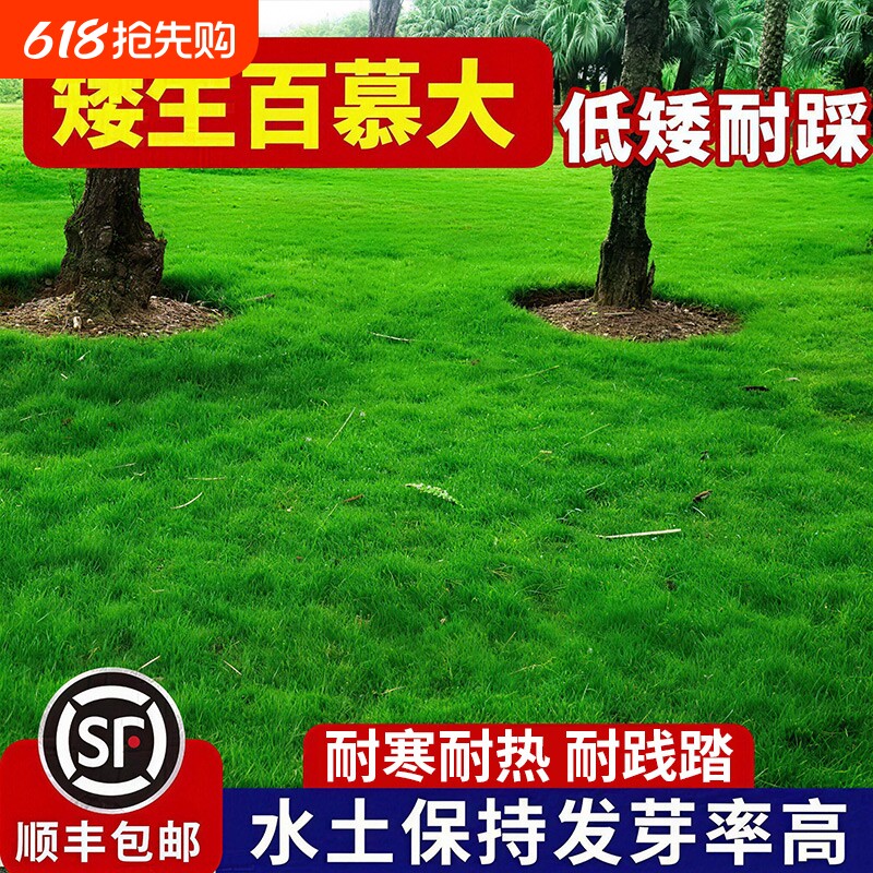 百慕大草籽狗牙根矮生四季青草坪球场庭院护坡绿化免修剪草皮种子