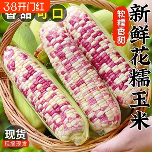 广西花糯玉米5斤新鲜甜糯玉米棒现摘粘玉米5包邮香甜玉米粒鲜花