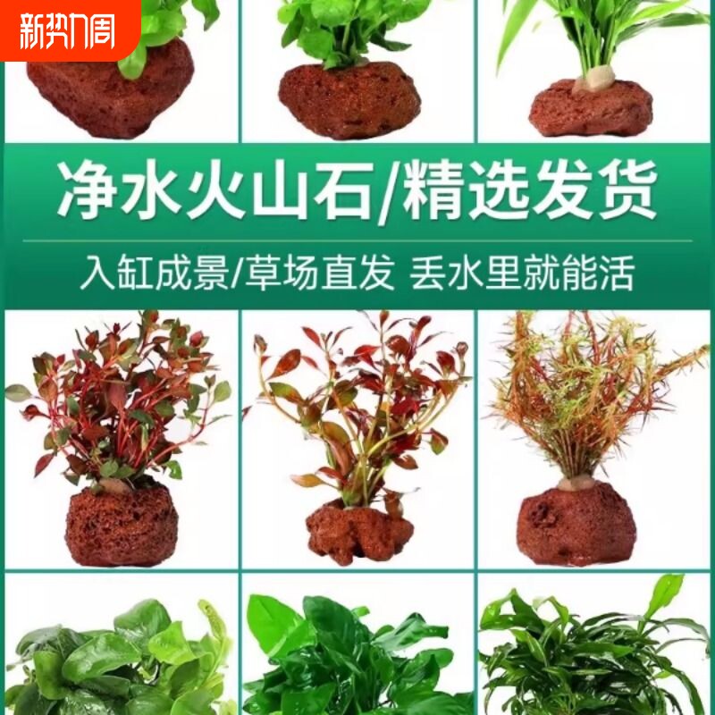 鱼缸造景火山石水草活体阴性真草植物蜈蚣草净水增氧底砂竹节草