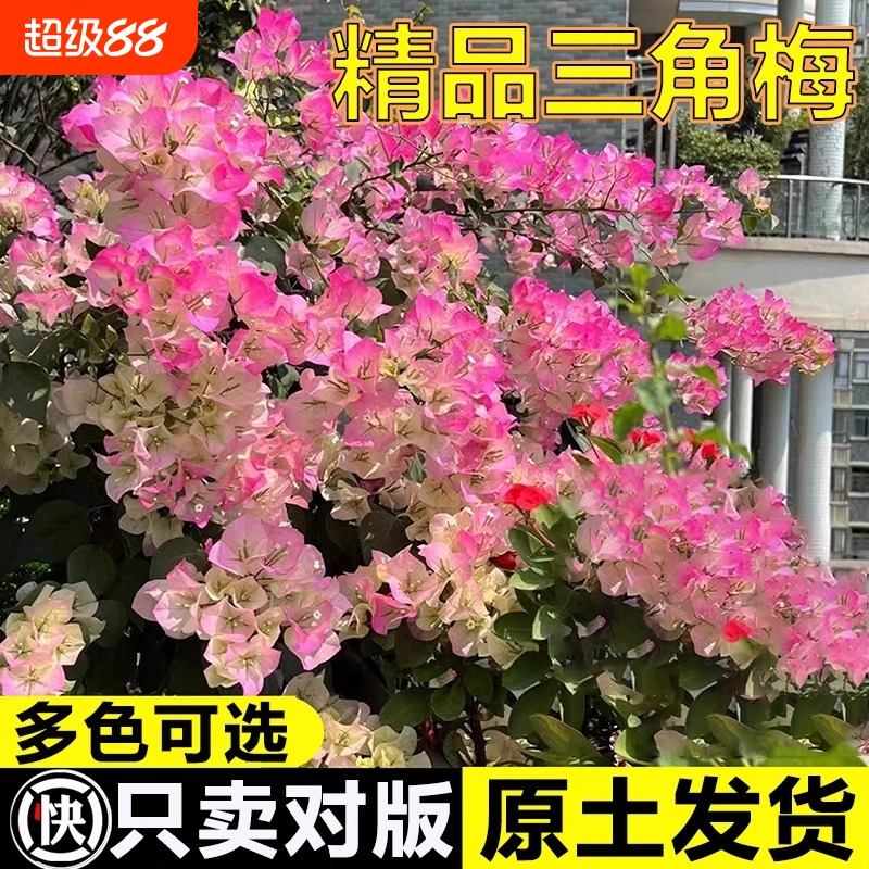 三角梅重瓣四季开花带花老桩大树盆栽苗绿樱勤花花卉植物好养的花