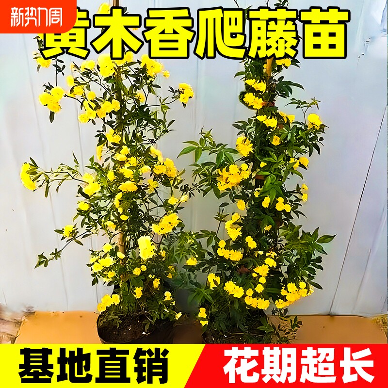 黄木香花苗爬藤植物庭院花卉盆栽重瓣红木香树苗无刺蔷薇白木香