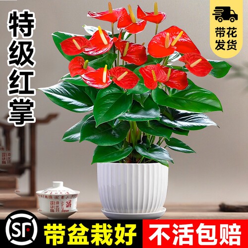 大盆特级红掌盆栽花卉中式盆景