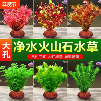 火山石水草造景套餐|千人回购